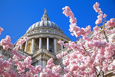 St. Paul's Cathedral and spring blossom, London, England, United Kingdom, Europe