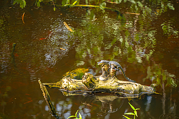 View of baby crocodile in swamp near Puerto Morelos, Caribbean Coast, Quintana Roo, Caribbean Coast, Yucatan Peninsula, Riviera Maya, Mexico, North America