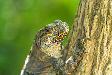 View of large iguana, Tulum, Quintana Roo, Caribbean Coast, Yucatan Peninsula, Riviera Maya, Mexico, North America