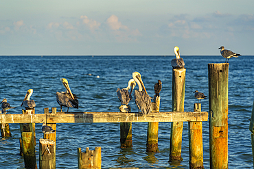 View of pelicans on pier near Puerto Morelos, Caribbean Coast, Yucatan Peninsula, Riviera Maya, Mexico, North America