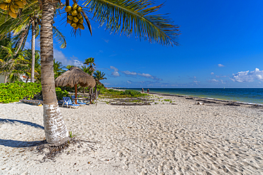 View of sun loungers and palm trees on beach at Puerto Morelos, Caribbean Coast, Yucatan Peninsula, Riviera Maya, Mexico, North America