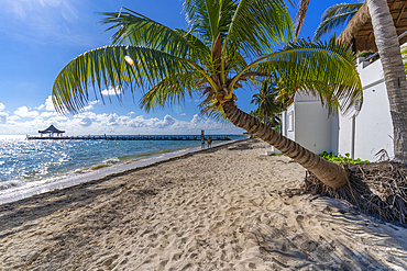 View of palm trees on beach at Puerto Morelos, Caribbean Coast, Yucatan Peninsula, Riviera Maya, Mexico, North America