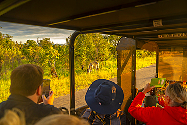 View of tourists photographing Zebra on game drive in Kruger National Park, South Africa, Africa