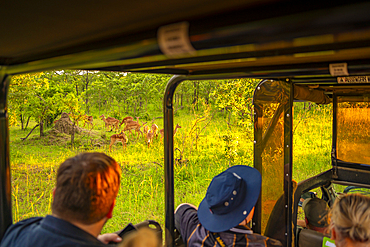 View of tourists watching young Steenboks on game drive in Kruger National Park, South Africa, Africa