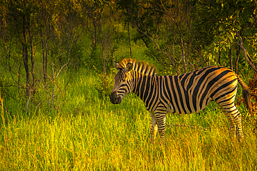 View of Zebra on game drive in Kruger National Park, South Africa, Africa