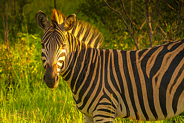 View of Zebra on game drive in Kruger National Park, South Africa, Africa