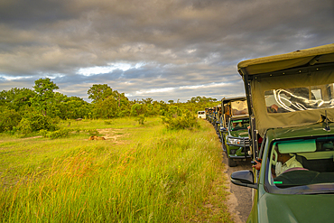 View of Ingonyama the Swazi name for lion and line of vehicles on game drive in Kruger National Park, South Africa, Africa