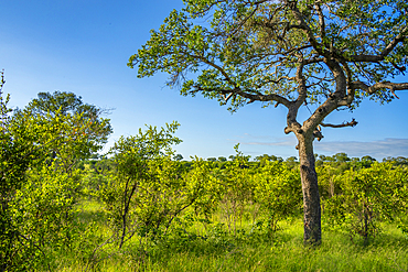 View of trees and bushes on game drive in Kruger National Park, South Africa, Africa