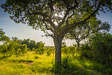 View of trees and bushes on game drive in Kruger National Park, South Africa, Africa