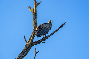 View of white backed vulture (Gyps africanus) in tree on game drive in Kruger National Park, South Africa, Africa