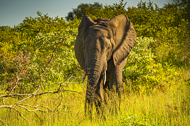 View of African elephant in its natural habitat on game drive in Kruger National Park, South Africa, Africa