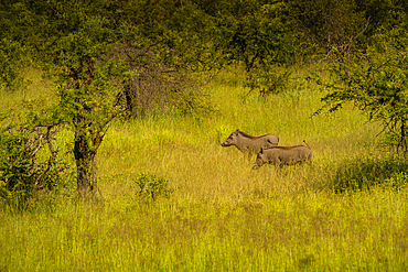 View of warthogs in their natural habitat on game drive in Kruger National Park, South Africa, Africa