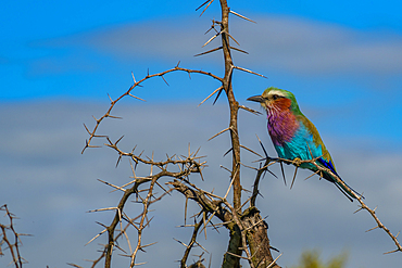 View of a Lilac-breasted Roller in a tree on game drive in Kruger National Park, South Africa, Africa