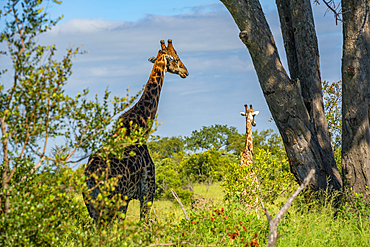 View of Southern giraffe (Giraffa camelopardalis giraffa) on game drive in Kruger National Park, South Africa, Africa