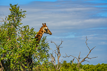 View of Southern giraffe (Giraffa camelopardalis giraffa) on game drive in Kruger National Park, South Africa, Africa