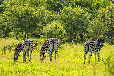 View of zebra on game drive in Kruger National Park, South Africa, Africa