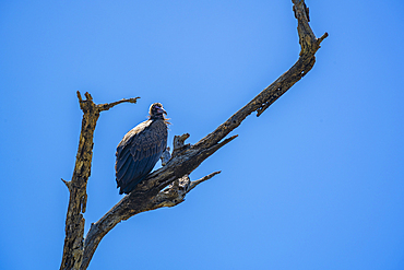 View of white backed vulture (Gyps africanus) in tree on game drive in Kruger National Park, South Africa, Africa