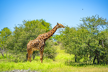 View of Southern giraffe (Giraffa camelopardalis giraffa) on game drive in Kruger National Park, South Africa, Africa