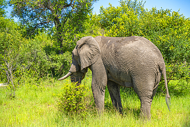 View of African elephant in its natural habitat, on game drive in Kruger National Park, South Africa, Africa