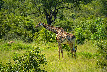 View of Southern giraffe (Giraffa camelopardalis giraffa) on game drive in Kruger National Park, South Africa, Africa