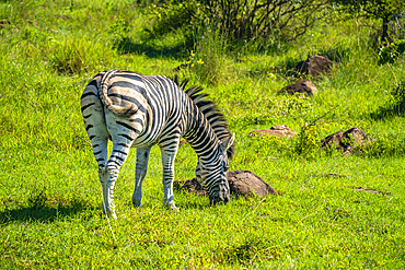 View of zebra on game drive in Kruger National Park, South Africa, Africa