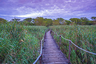 View of jetty through swampy marsh at Ghost Mountain Inn at sunrise, Mkuze, KwaZulu-Natal Province, South Africa, Africa