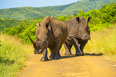 View of white rhinos in Hluhluwe-Imfolozi Park (Umfolozi), the oldest nature reserve in Africa, KwaZulu-Natal Province, South Africa, Africa