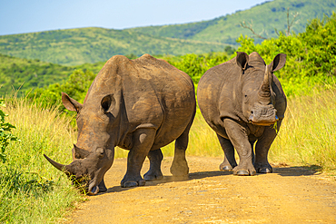 View of white rhinos in Hluhluwe-Imfolozi Park (Umfolozi), the oldest nature reserve in Africa, KwaZulu-Natal Province, South Africa, Africa