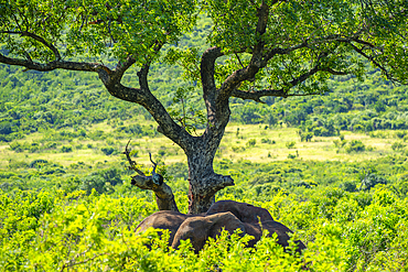 View of elephants in Hluhluwe-Imfolozi Park (Umfolozi), the oldest nature reserve in Africa, KwaZulu-Natal Province, South Africa, Africa