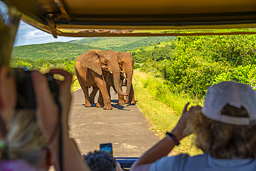 View of elephants from safari vehicle in Hluhluwe-Imfolozi Park (Umfolozi), the oldest nature reserve in Africa, KwaZulu-Natal Province, South Africa, Africa