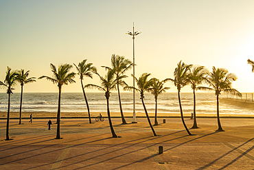 View of palm trees, promenade and Indian Ocean in background at sunrise, Durban, KwaZulu-Natal Province, South Africa, Africa