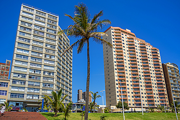 View of single palm tree and apartments on promenade, Durban, KwaZulu-Natal Province, South Africa, Africa