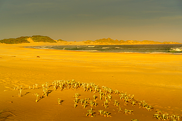 View of sand dunes and beach, Cape St. Francis, Eastern Cape Province, South Africa, Africa