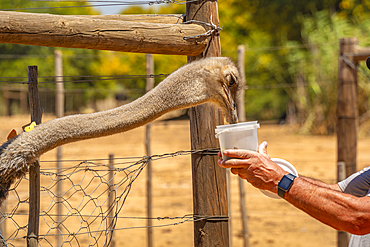 View of a visitor feeding an Ostrich at Safari Ostrich Farm, Oudtshoorn, Western Cape, South Africa, Africa