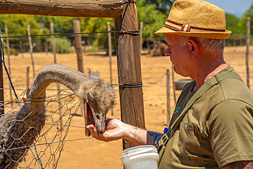 View of a visitor feeding an Ostrich at Safari Ostrich Farm, Oudtshoorn, Western Cape, South Africa, Africa