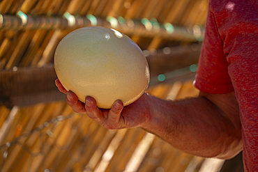 View of keeper holding an Ostrich egg at Safari Ostrich Farm, Oudtshoorn, Western Cape, South Africa, Africa