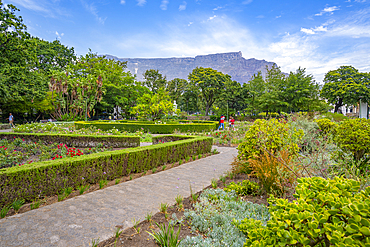 View of Rose Garden in Company's Garden and Table Mountain in background, Cape Town, Western Cape, South Africa, Africa