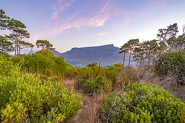 View of Table Mountain from Signal Hill at dusk, Cape Town, Western Cape, South Africa, Africa