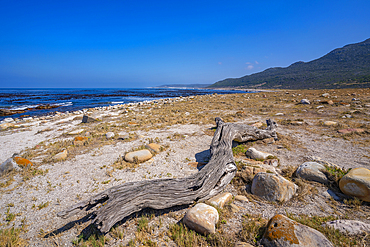 View of coastline at peninsula of Good Hope Nature Reserve, Cape Town, Western Cape, South Africa, Africa