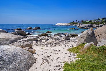 View of African penguins on Boulders Beach, Seaforth, Table Mountain National Park, Cape Town, Western Cape, South Africa, Africa