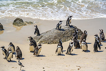 View of African penguins on Boulders Beach, Seaforth, Table Mountain National Park, Cape Town, Western Cape, South Africa, Africa