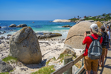 People viewing African penguins on Boulders Beach, Seaforth, Table Mountain National Park, Cape Town, Western Cape, South Africa, Africa