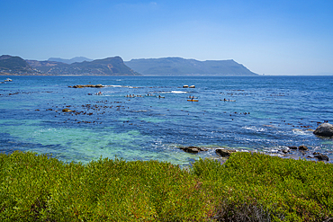 View of canoeing and Boulders Beach from elevated position, Seaforth, Table Mountain National Park, Cape Town, Western Cape, South Africa, Africa