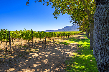 View of vineyard at Groot Constantia-Trust, Constantia, Cape Town, Western Cape, South Africa, Africa