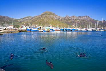 View of Cape fur seals (Arctocephalus pusillus pusillus) in Hout Bay Harbour, Hout Bay, Cape Town, Western Cape, South Africa, Africa