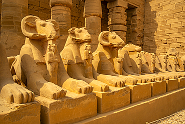 View of Ram headed sphinxes leading up to Ramesses III Temple at Karnak Temple, Karnak, Thebes, UNESCO World Heritage Site, Egypt, North Africa, Africa