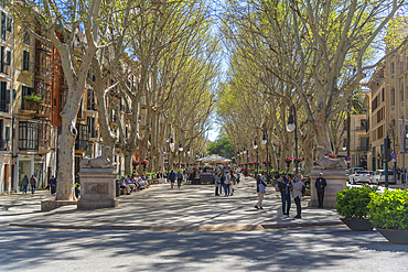 View of Sphinxes and cafes on Paseo del Borne, Palma de Mallorca, Majorca, Balearic Islands, Spain, Mediterranean, Europe