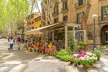 View of flower stall and cafe on tree lined La Rambla in Palma, Palma de Mallorca, Majorca, Balearic Islands, Spain, Mediterranean, Europe