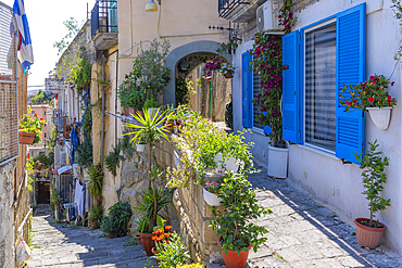 View of colourful narrow street, house with blue shutters and pot plants, Naples, Campania, Italy, Europe