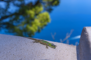 View of local lizard at Anacapri panorama view point, Anacapri, Isle of Capri, Bay of Naples, Campania, Italy, Mediterranean, Europe